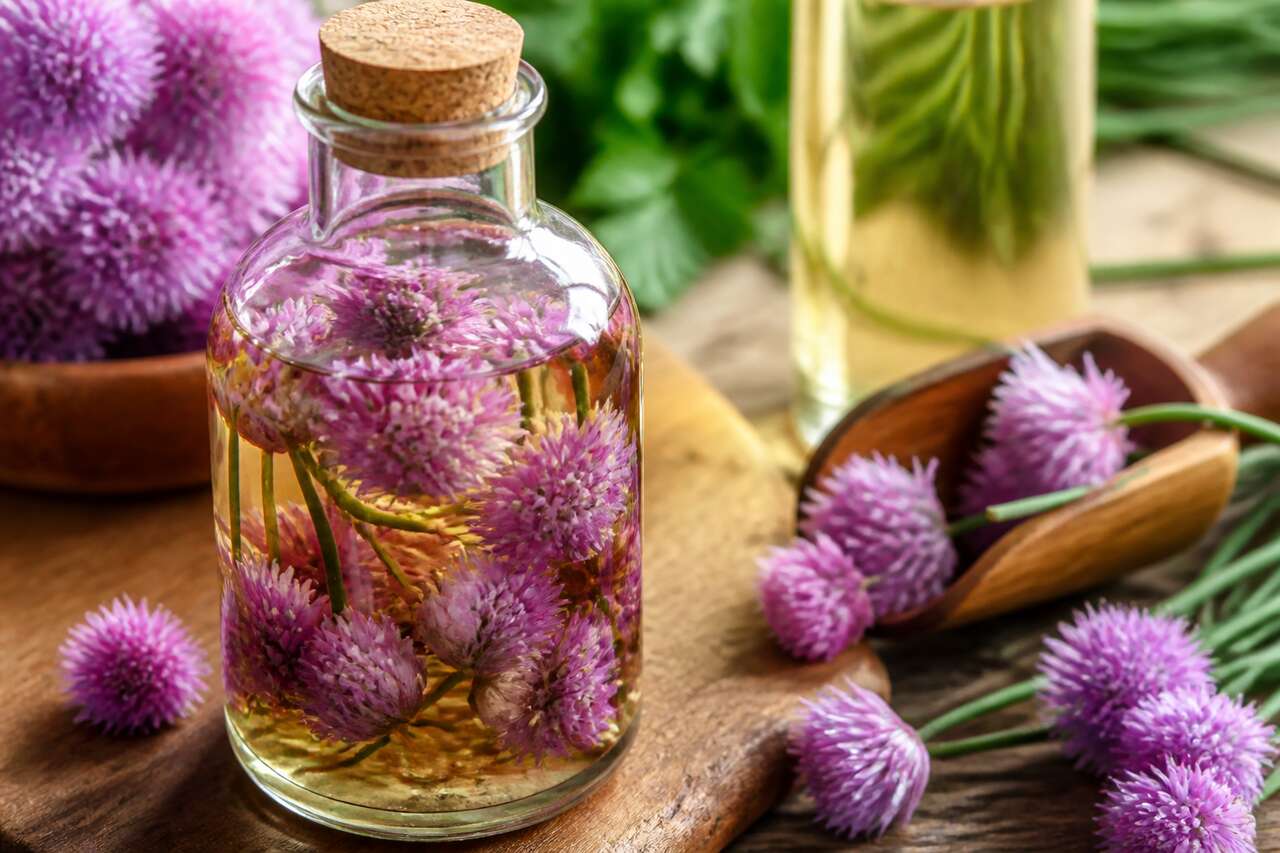 Vinaigre de fleurs de ciboulette : recette et bienfaits